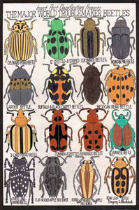 Pag Bestiaire et Végétal, BlackstockBeetles