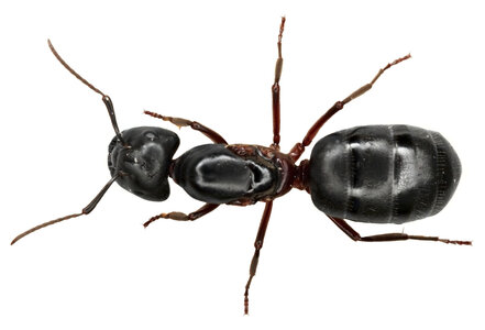 Pag Bestiaire et Végétal, foumi_noire