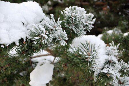 Ancelle 24 janvier 2023, DSC_0131