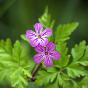 Cartographie, fleurs-sauvages-geranium-robertianum-jhenning