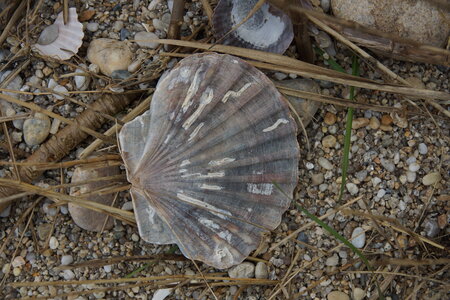 Les coquillages, JM