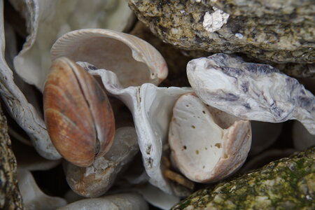 Les coquillages, JM