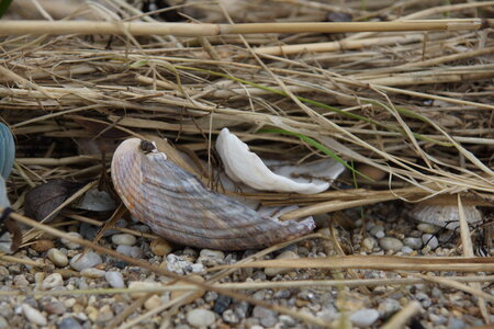 Les coquillages, JM