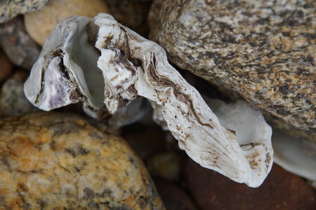 Les coquillages, JM