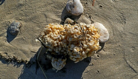Les coquillages, Kerbougniec LN  3 