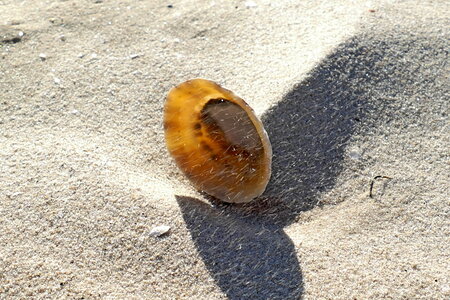 Les coquillages, Kerbougniec LN  4 
