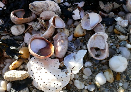 Les coquillages, Kerbougniec LN  6 