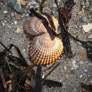 Les coquillages, BP 2