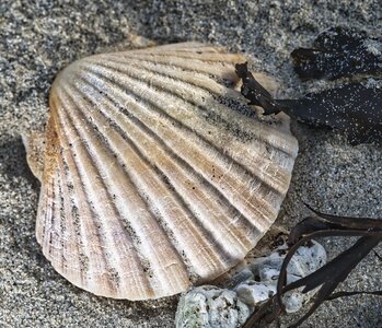 Les coquillages, BP 3