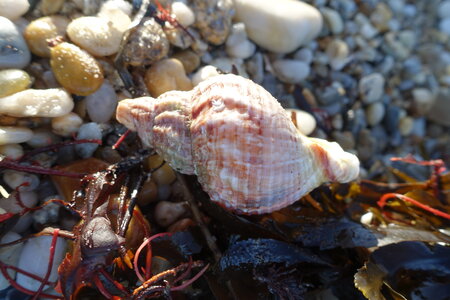 Les coquillages, DSC01492