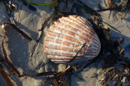 Les coquillages, DSC01513