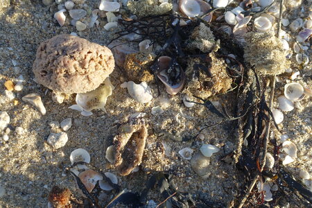 Les coquillages, DSC01186