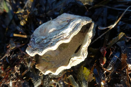 Les coquillages, DSC01517