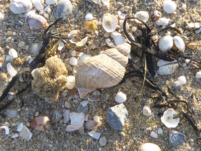 Les coquillages, P1140327