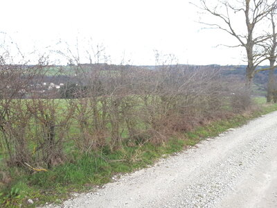 Haie, 20230314_153416