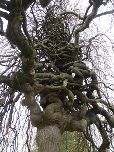 Arbres remarquables du Savès, 20230324 - SOPHORA - SAUVETERRE - 3