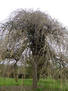 Arbres remarquables du Savès, 20230324 - SOPHORA - SAUVETERRE - 2