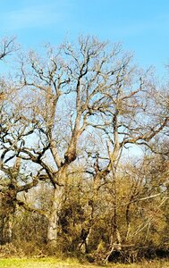 Arbres remarquables du Savès, Arbres_Caumont_Broussinb_20230301_143103