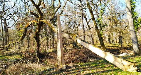 Arbres remarquables du Savès, Arbres_Caumont_Amour_fatal_20230301_144916