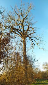 Arbres remarquables du Savès, Arbres_Aussoue_Peuplier-CarolinIMG_20230301_172828