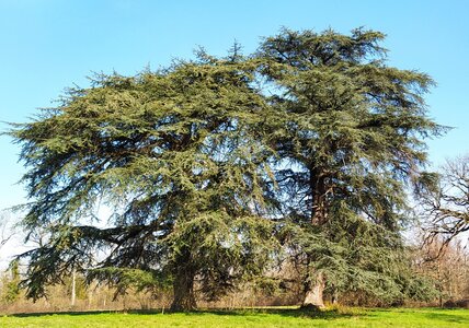 Arbres remarquables du Savès, Arbres_Caumont_Cedres_20230301_144711