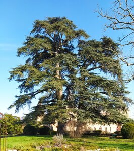 Arbres remarquables du Savès, Arbres_Caumont_Cedres_20230301_142130