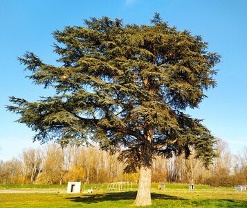 Arbres remarquables du Savès, le cèdre des jardins du cèdre