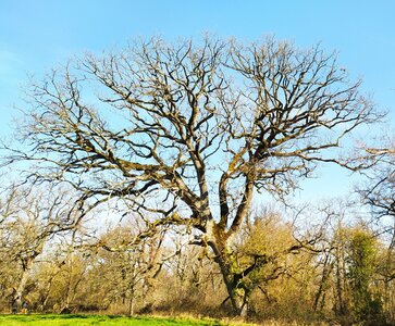 Arbres remarquables du Savès, Arbres_Caumont_penchant_20230301_143015