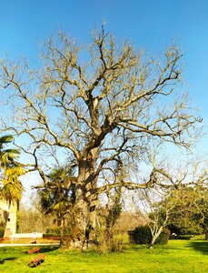 Arbres remarquables du Savès, Arbres_Caumont_IMG_20230301_141809