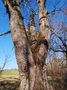 Arbres remarquables du Savès, chêne vénérable double Caumont