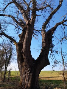 Arbres remarquables du Savès, chêne vénérable double Caumont