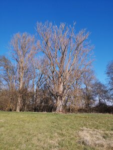 Arbres remarquables du Savès, peuplier moulin Cazaux