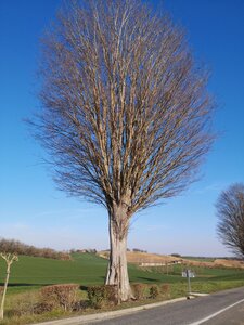 Arbres remarquables du Savès, Zelcova Bézeril