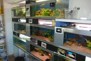 photos forum cichlides, fishroom