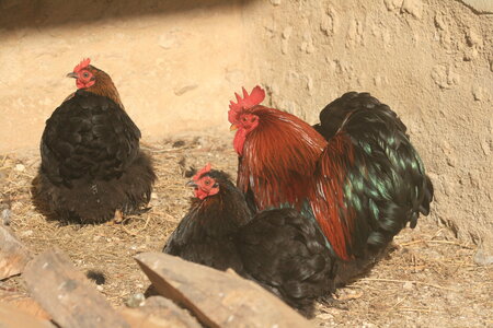 Poules, 2