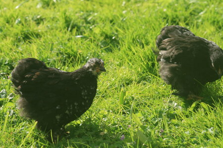 Poules, 1.2