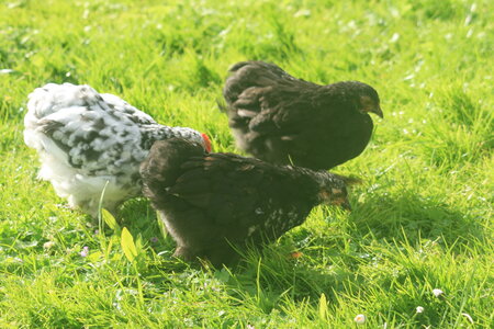 Poules, 1.3