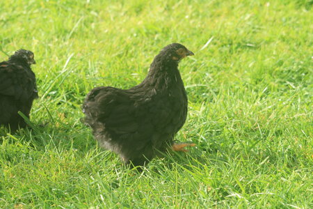 Poules, 1.1