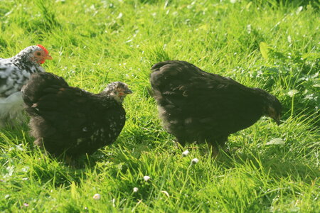 Poules, 1.4