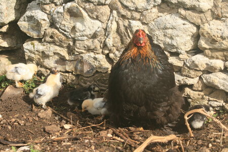Poules, 3