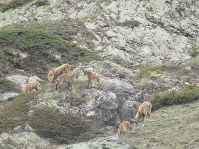 Bouquetins au Tourond, IMG_4136