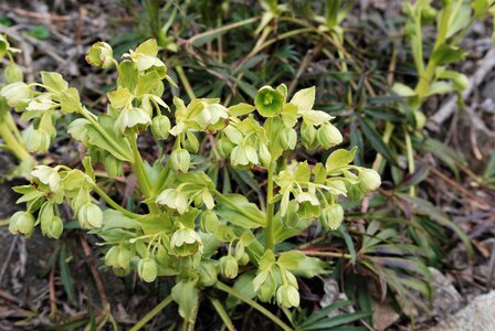 Refuge du Tourrond avec vue sur les bouquetins le 20 avril 2023, DSC_0093