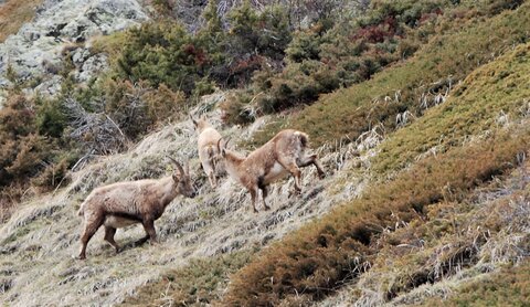 Refuge du Tourrond avec vue sur les bouquetins le 20 avril 2023, DSC_0159