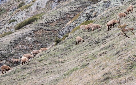 Refuge du Tourrond avec vue sur les bouquetins le 20 avril 2023, DSC_0160