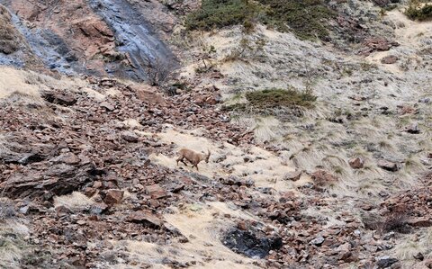 Refuge du Tourrond avec vue sur les bouquetins le 20 avril 2023, DSC_0166