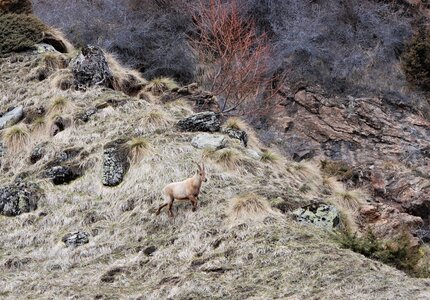 Refuge du Tourrond avec vue sur les bouquetins le 20 avril 2023, DSC_0169