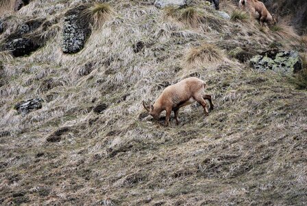Refuge du Tourrond avec vue sur les bouquetins le 20 avril 2023, DSC_0174