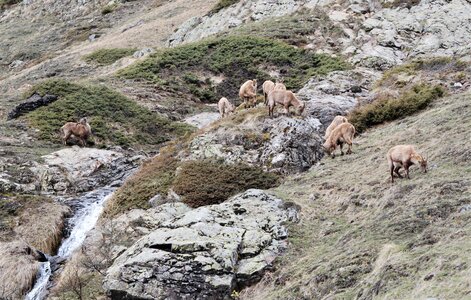 Refuge du Tourrond avec vue sur les bouquetins le 20 avril 2023, DSC_0182