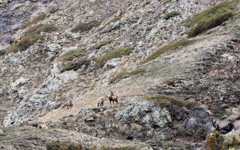 Refuge du Tourrond avec vue sur les bouquetins le 20 avril 2023, DSC_0183