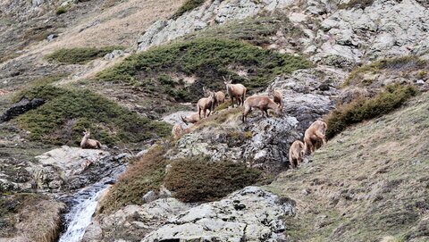 Refuge du Tourrond avec vue sur les bouquetins le 20 avril 2023, DSC_0184
